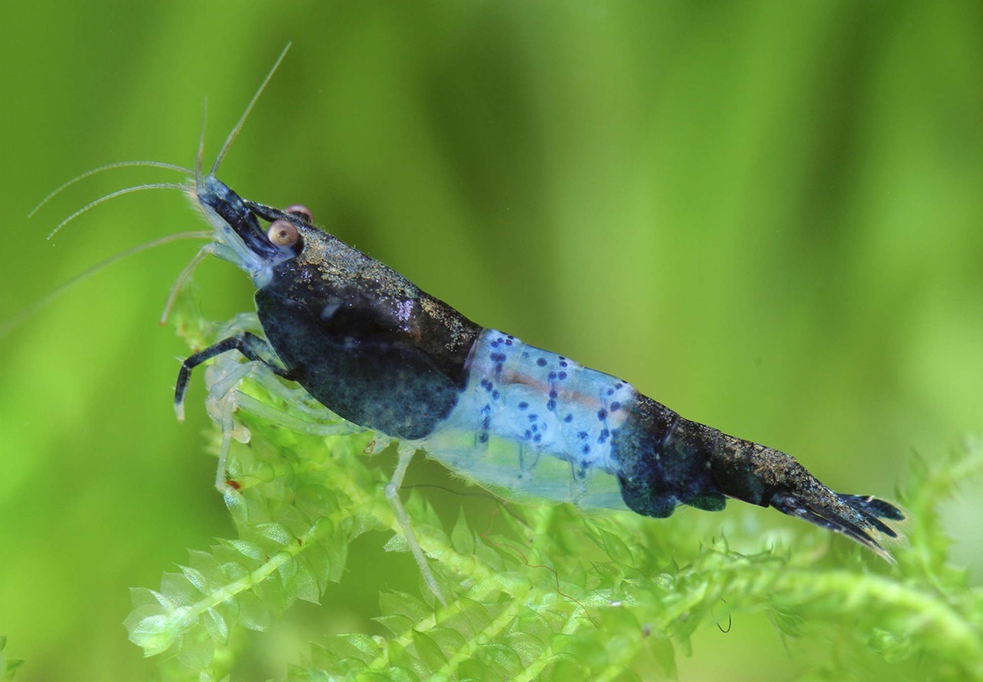 Carbon Rili Shrimp